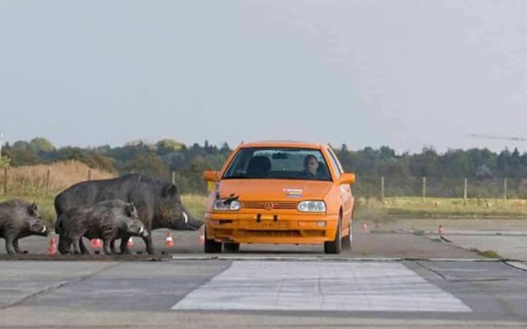 Σύγκρουση οχημάτων με ζώα